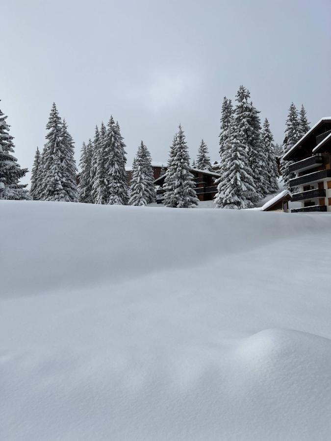 Residence La Foret Des Rennes - Les Saisies Villard-sur-Doron Екстер'єр фото